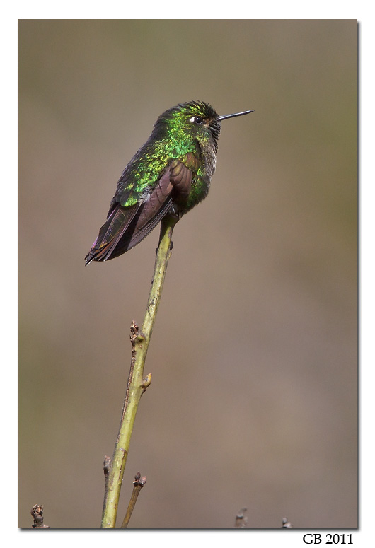 SCALED METALTAIL